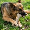 USA-K9 Stars and Stripes Bone Nylon Dog Chew Toy for Aggressive Chewers | USA Made